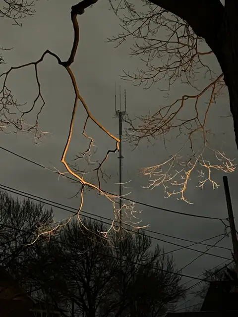 The city's glow warms skeletal branches at dusk.